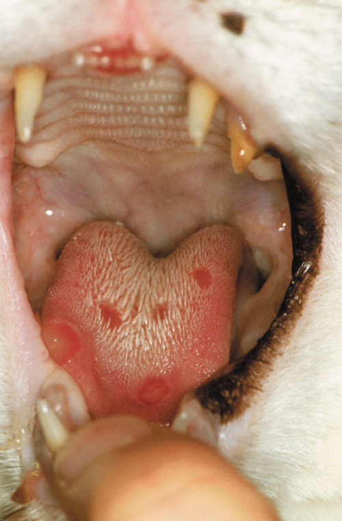 Kedi Solunum Yolu Hastalıkları